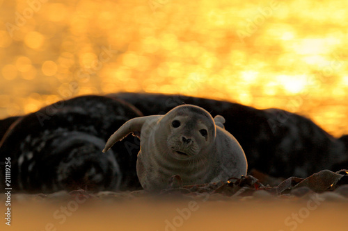 Animal in the water. Grey Seal, Halichoerus grypus, detail portrait in the blue water, wave in the background, animal in the nature sea habitat, with dark blue sky, beach of United Kingdom. © ondrejprosicky