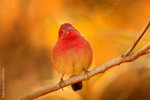 Red-billed firefinch (Lagonosticta senegala) sitting on the branch in nature habitat. Red bird from, Botswana, Africa.