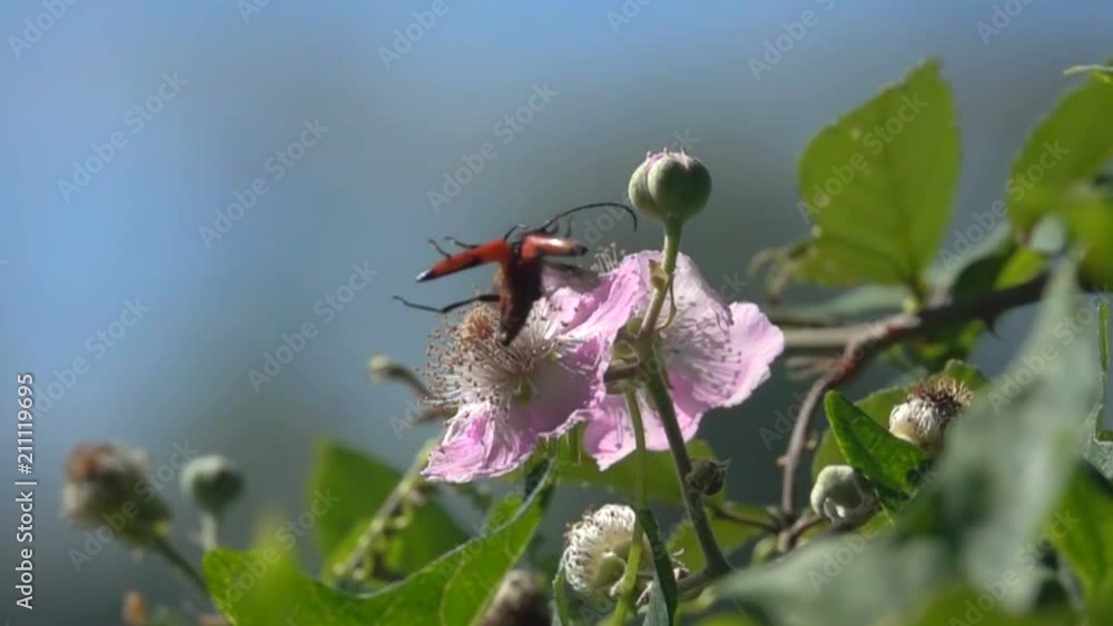 Funny beetle, flying wings,orange insect bloom blue sky Funny beetle, flying wings,orange insect bloom blue sky