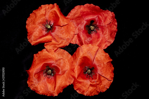 Fototapeta Naklejka Na Ścianę i Meble -  Red Poppies on A Black Background