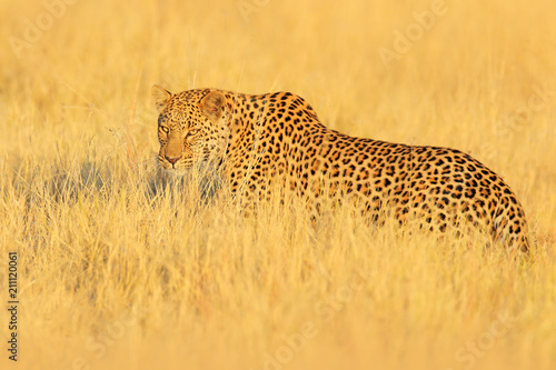 Leopard, Panthera pardus shortidgei, hidden portrait in the nice yellow grass. Big wild cat in the nature habitat, Hwange NP, Zimbabwe. Wildlife scene form Frica nature. Spotted cat on the madow. photo