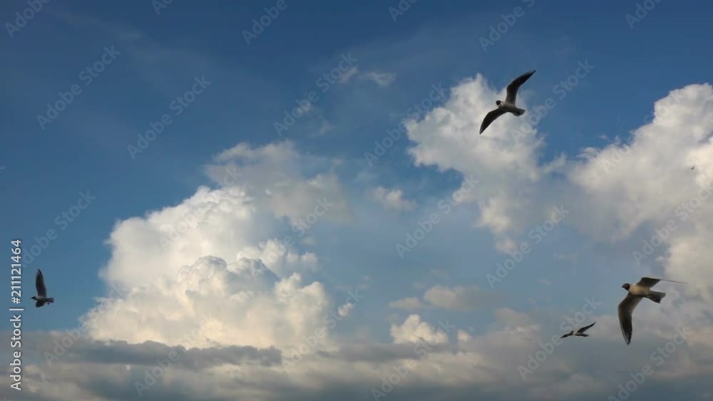 A flock of seagulls flies against the beautiful cloudy sky, slow motion, Catch in flight food A flock of seagulls flies against the beautiful cloudy sky, slow motion, Catch in flight food