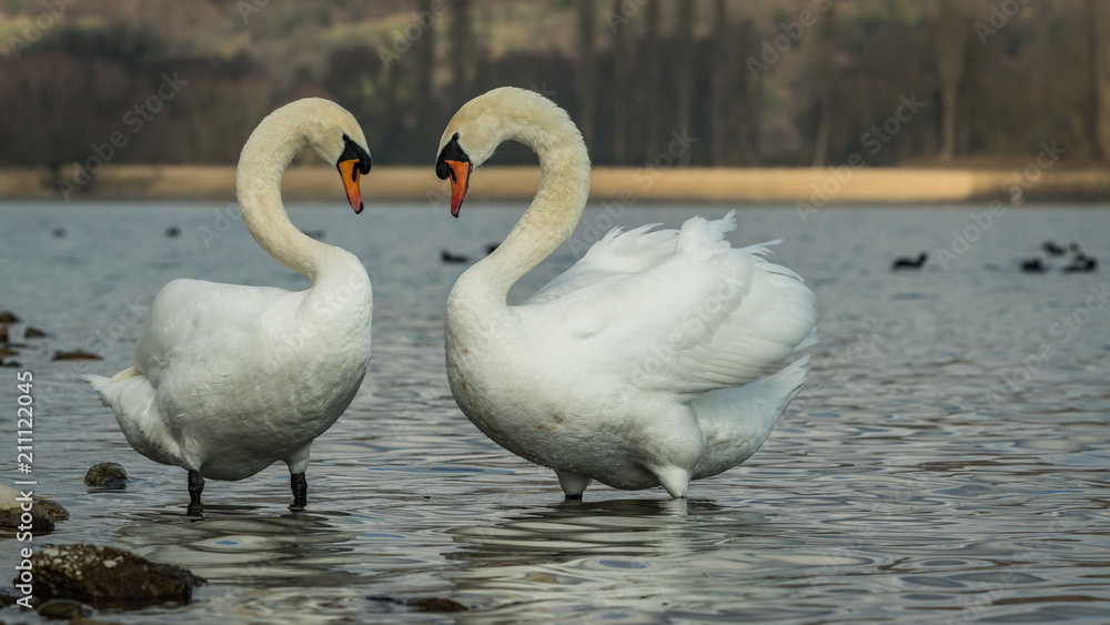 Obraz premium swan