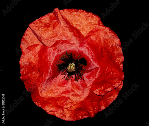 Fototapeta Naklejka Na Ścianę i Meble -  Red Poppies on A Black Background