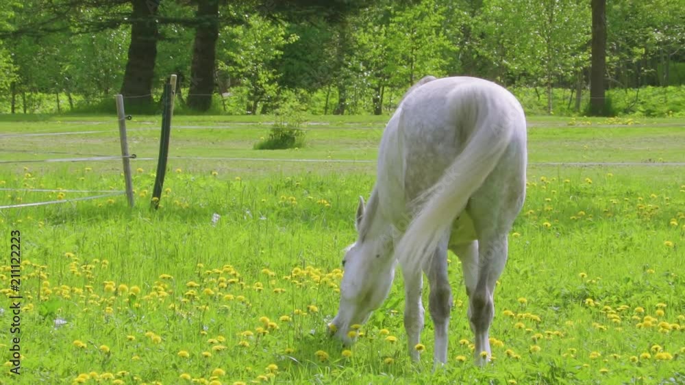 18254_A_white_horse_chewing_the_grasses_on_the_ground.mp4 18254_A_white_horse_chewing_the_grasses_on_the_ground.mp4