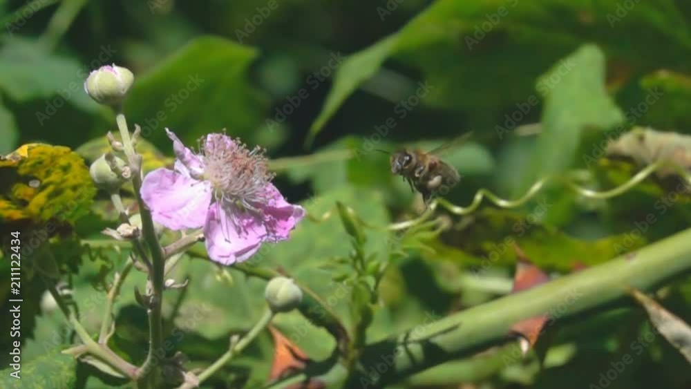 Bee flying Gathering Pollen on Pink Flower Honey Bee Bee flying Gathering Pollen on Pink Flower Honey Bee