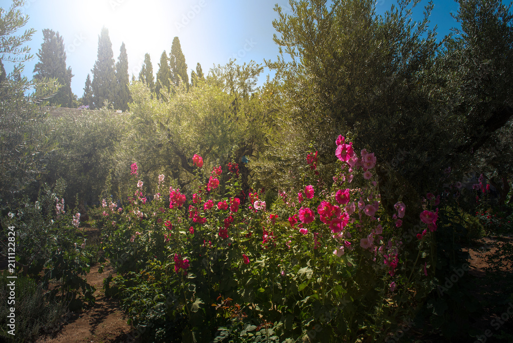 Obraz premium Olive trees in Gethsemane garden, Jerusalem