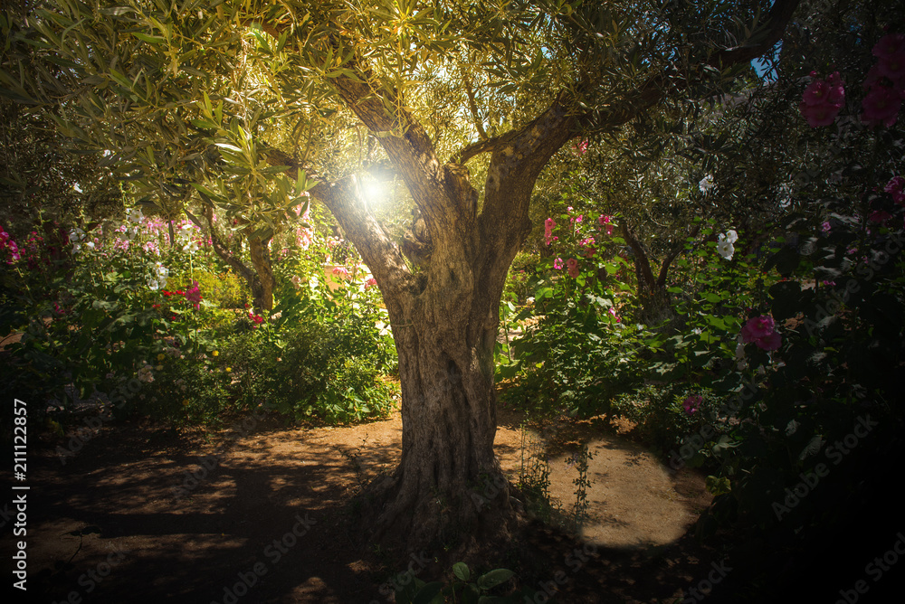 Naklejka premium Drzewa oliwne w ogrodzie Getsemani w Jerozolimie