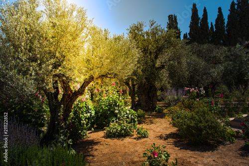 Obraz na płótnie Olive trees in Gethsemane garden, Jerusalem