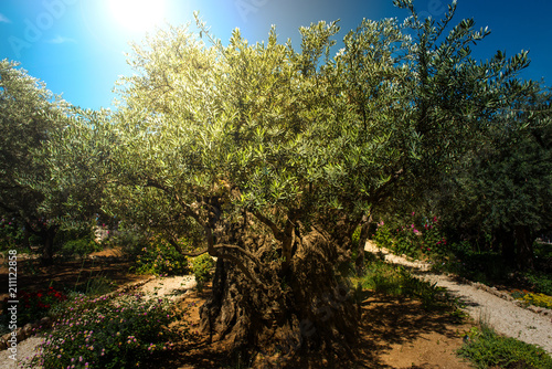 Fototapeta Olive trees in Gethsemane garden, Jerusalem