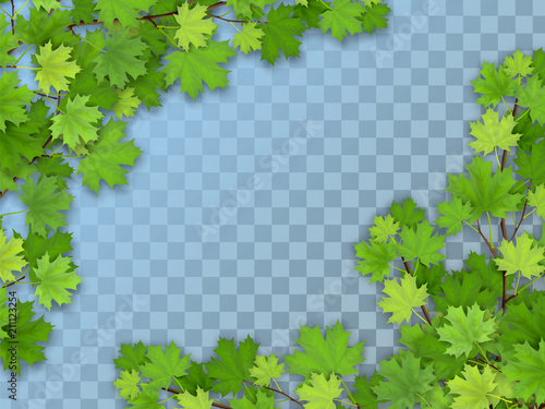 Set of realistic vector tree branches with green leaves. Element of natural design. Isolated on a transparent background.