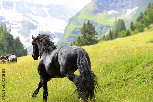 Photography King of the mountains, black stallion running free