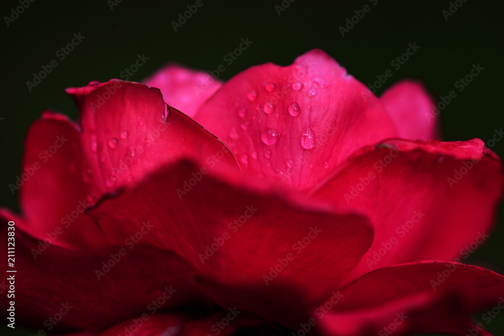 Vibrant Pink Rose Close Up Macro