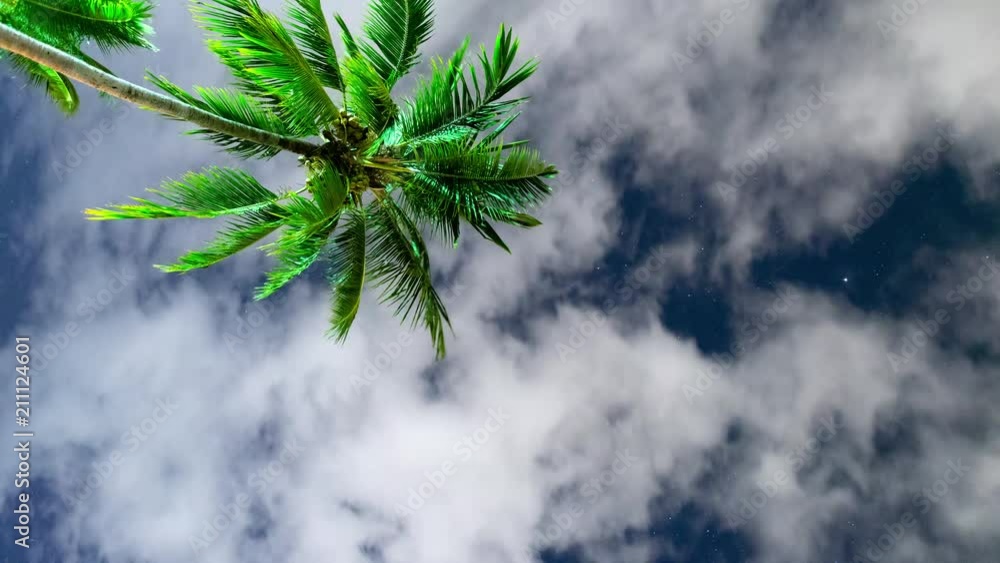 Palme Blick nach oben Wolkenhimmel Zeitraffer 2