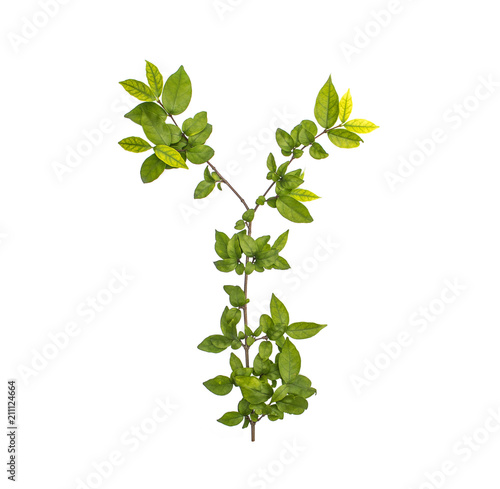 Branches of Green leaves isolated on white background.