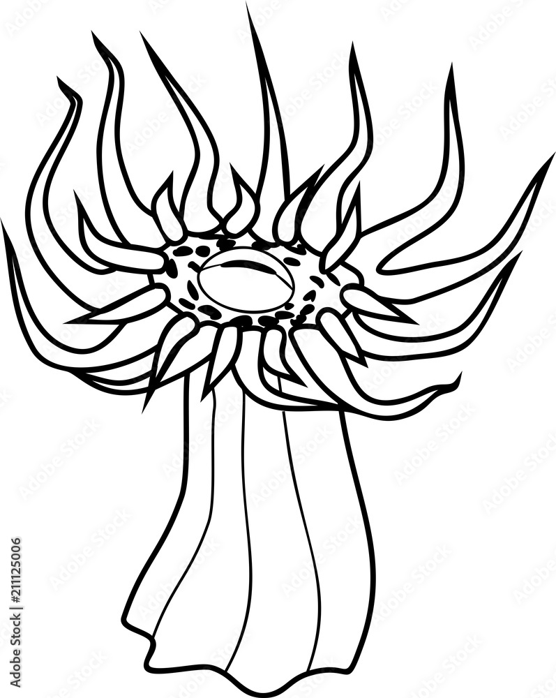 Fototapeta premium Sea anemone with sharp tentacles coloring page