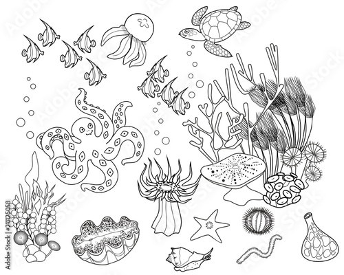 Coloring page. Ecosystem of coral reef with different marine inhabitants 