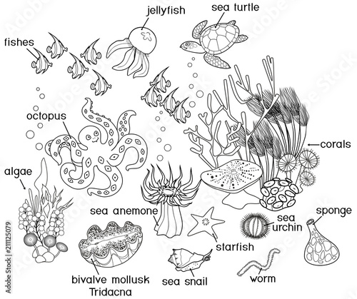 Coloring page. Ecosystem of coral reef with different marine inhabitants with titles