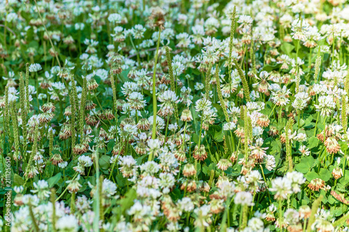 field with a blooming white clover