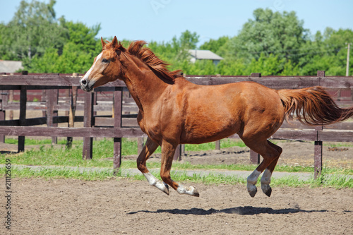 Chestnut race horse running in paddock on the sand background