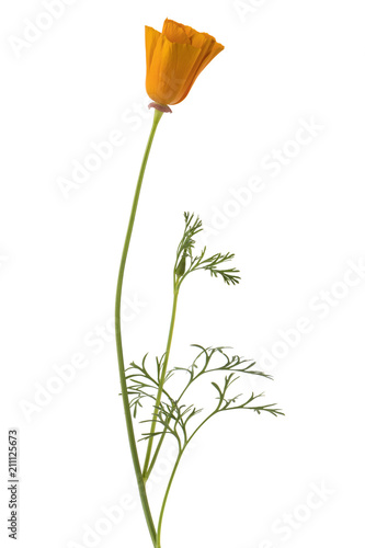Fototapeta Naklejka Na Ścianę i Meble -  California Poppy flower isolated