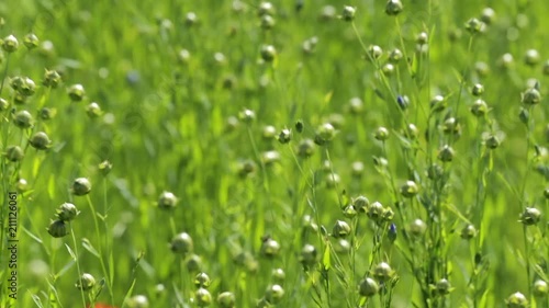 Green linen field on a bright sunny day in Normandy, France. Countryside landscape, agricultural field, meadows and farmlands in summer. Environment friendly farming, industrial agriculture concept