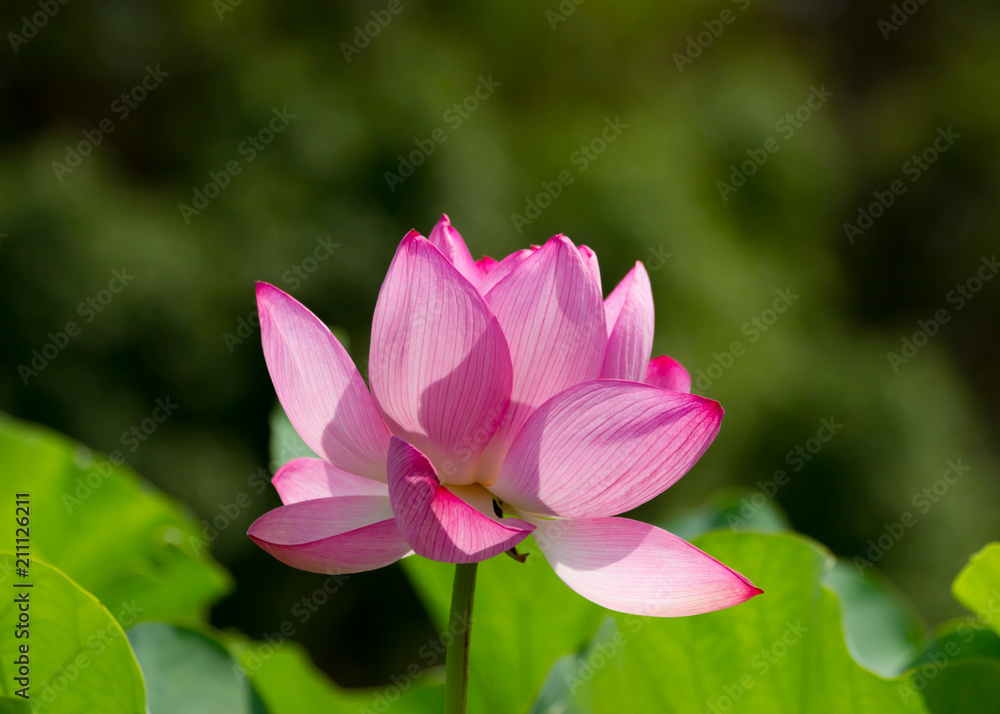 蓮の花 蓮の花