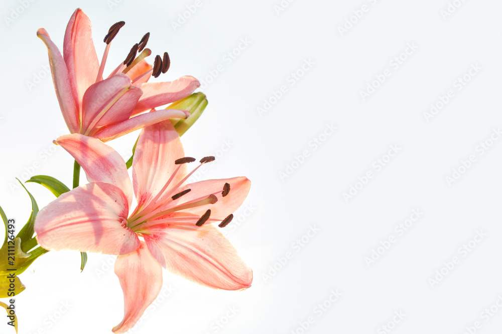Naklejka premium Bright colorful lily flowers. Floral background.