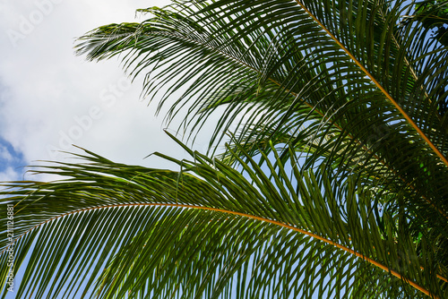 Palm leaf against blue sky © tashka2000