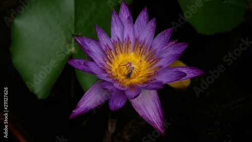 Bug eating pollen of purple lotus flower