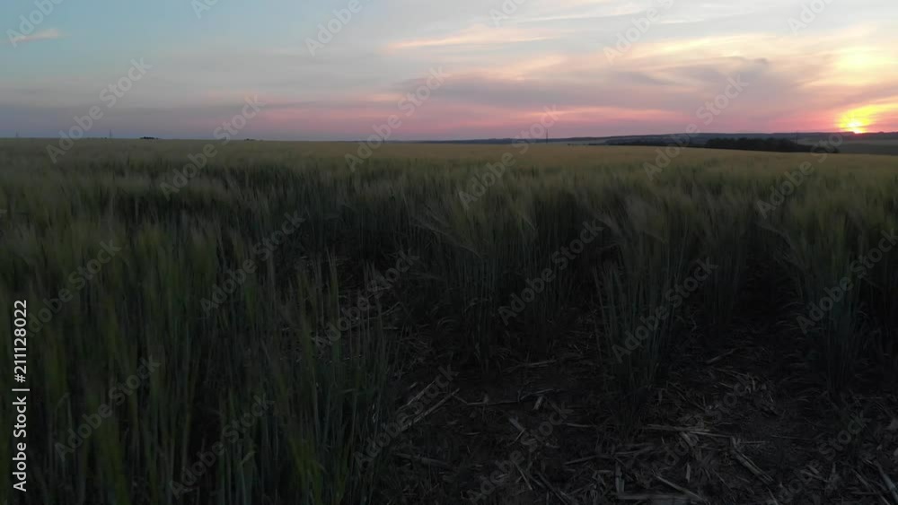 Aerial photography 4k. Sunset over the field with wheat Aerial photography 4k. Sunset over the field with wheat