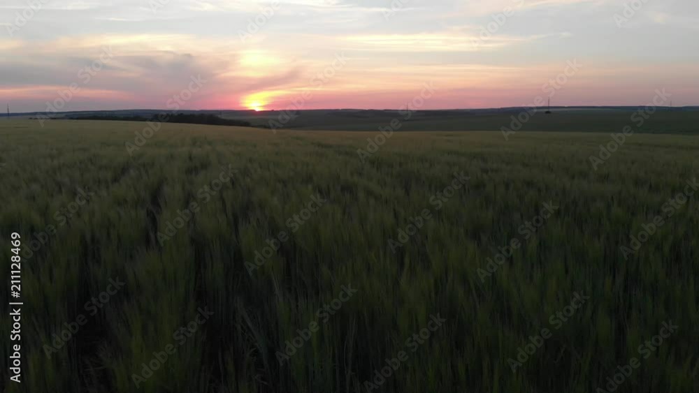 Aerial photography 4k. Sunset over the field with wheat Aerial photography 4k. Sunset over the field with wheat
