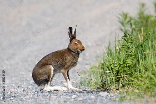 Mountain hare (Lat. Lepus timidus)