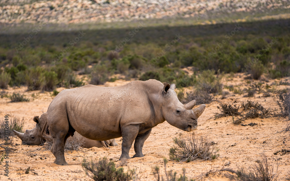 Naklejka premium White Rhinos in Aquila private Game Reserve
