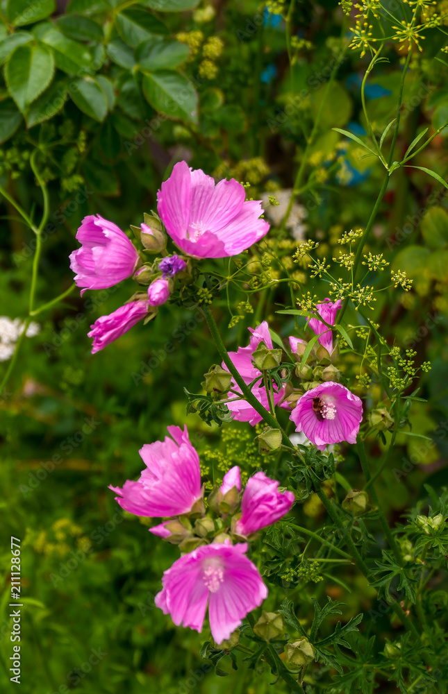 Die Farben der Blumen leuchten im Garten Die Farben der Blumen leuchten im Garten