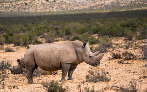 White Rhinos in Aquila private Game Reserve