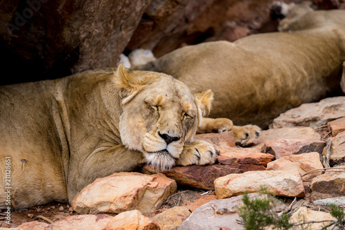 Fototapeta Naklejka Na Ścianę i Meble -  A lioness sleeping in the shadow of a rock