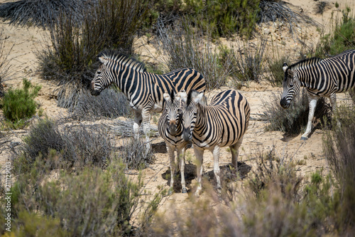 a herd of zebras walking through the landscape