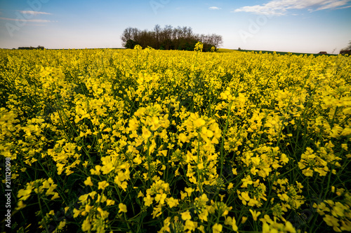 Canola, rapeseed field blooming.