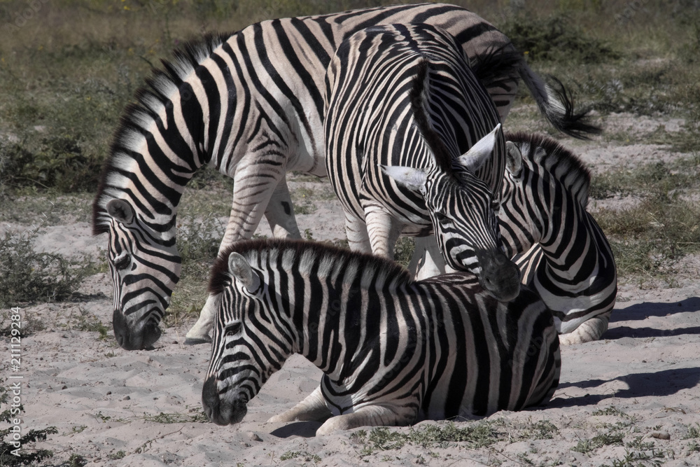 Damara zebra, Equus burchelli antiquorum, Grooming, Etosha, Namibia Damara zebra, Equus burchelli antiquorum, Grooming, Etosha, Namibia