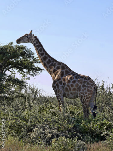 South African giraffe  Giraffa giraffa giraffa  Etosha National Park  Namibia