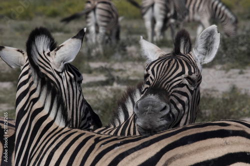 Damara zebra, Equus burchelli antiquorum, Grooming, Etosha, Namibia © vladislav333222