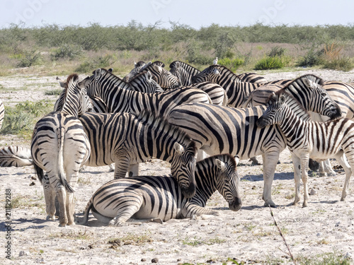 Damara zebra  Equus burchelli antiquorum  Grooming  Etosha  Namibia