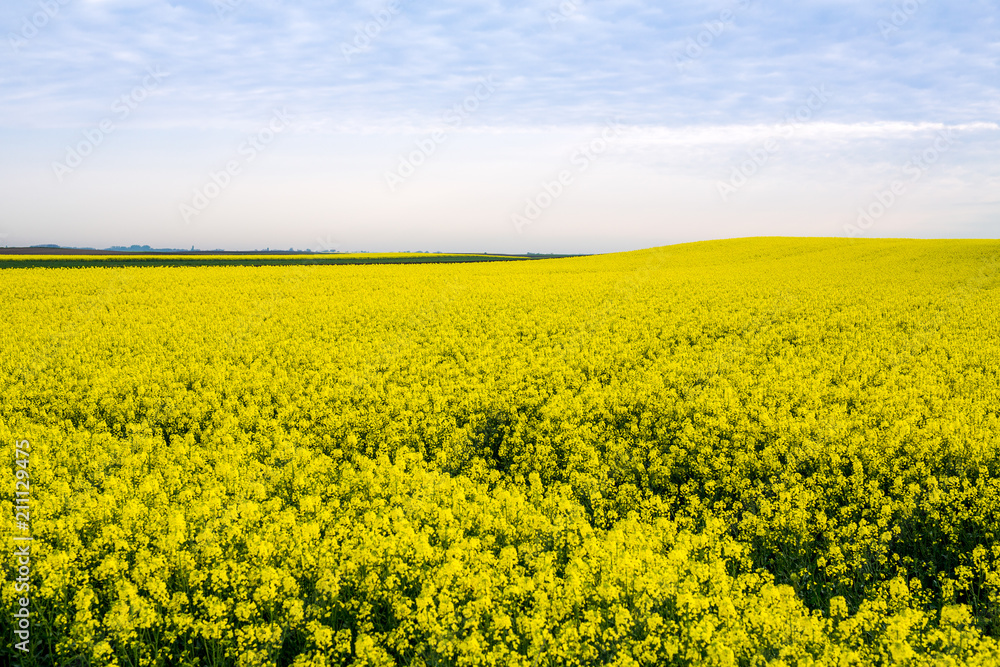 Canola, rapeseed field blooming.