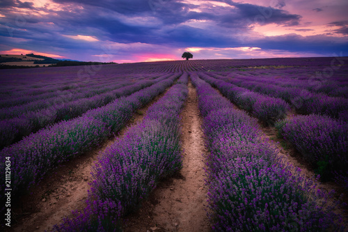 Amazing blooming beautiful lavender field on a sunset near Pazardzhik town in Plovdiv area, Bulgaria.