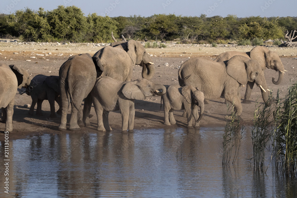 Fototapeta premium Herd of African elephant, Loxodonta africana, drinking water in waterhole, Etosha National Park, Namibia