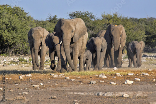 Herd of African elephant  Loxodonta africana  hurry to waterhole  Etosha National Park  Namibia