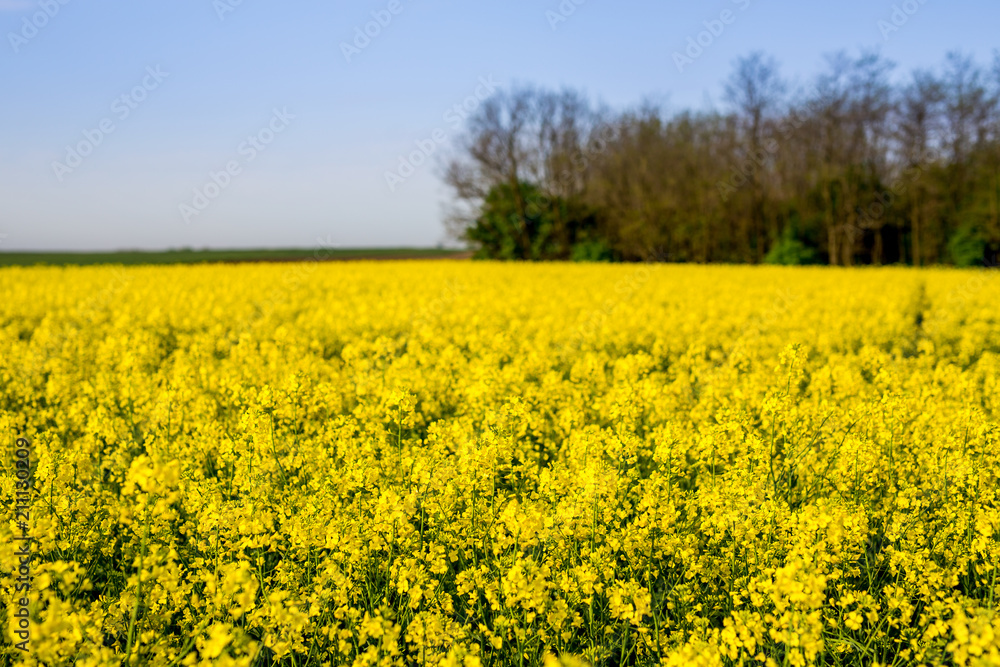 Canola, rapeseed field blooming.