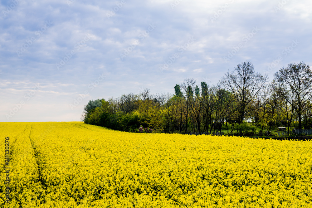 Obraz premium Canola, rapeseed field blooming.