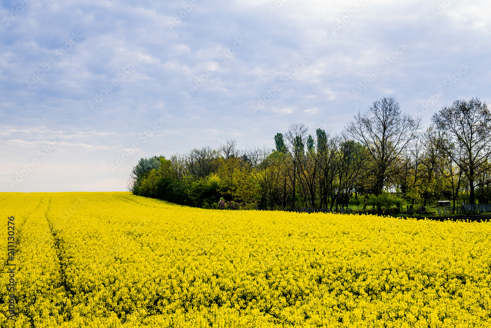 Canola, rapeseed field blooming.